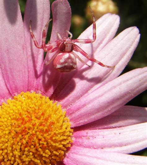spider pink and white